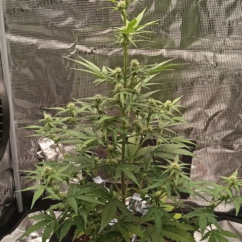 F1 Epsilon growlog timeline photo