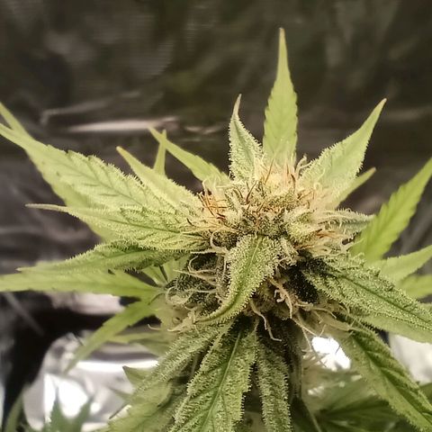 F1 Epsilon growlog photo: Looking healthy. 