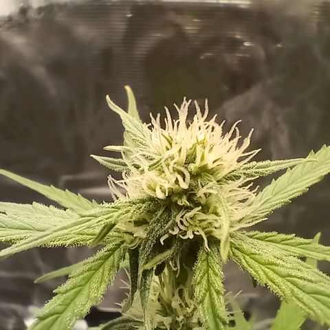 F1 Epsilon growlog timeline photo