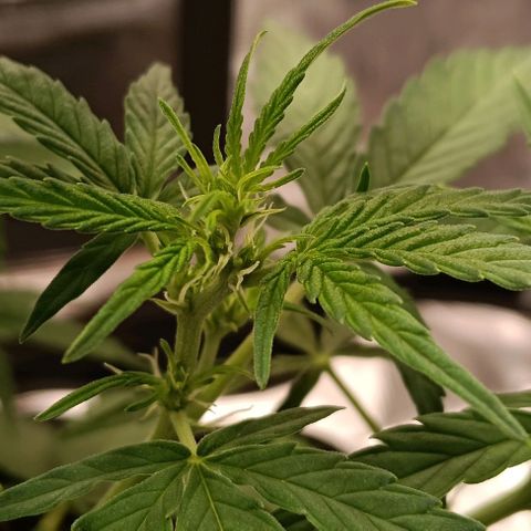 F1 Epsilon growlog photo: Some yellowing on the tips due to too much light. This might be a quick fix. 