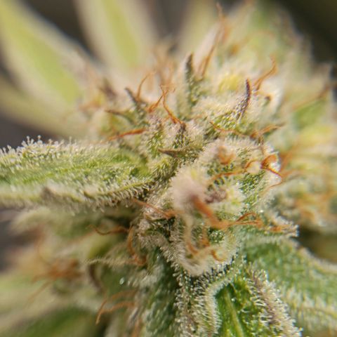 F1 Epsilon growlog photo: 2.5 liter clean water and made some closeups of the buds to check the status. Still going for 18 hours per day with the light. 