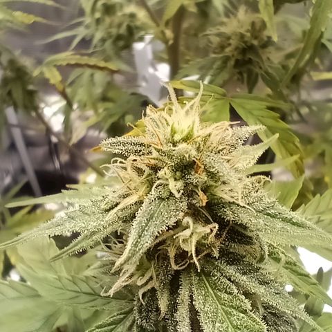 F1 Epsilon growlog photo: Nice! The first closeups of the beautiful sugary buds. 