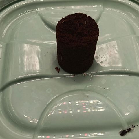 Runtzy growlog photo: The RQS Soil Plug with seed are under the lamp for 18 hours per day with the LED set at 50% brightness. I did the same thing during the last grow and this worked very well. Let's see how long it takes for the seed to sprout. I just took a tupperware container and placed the lid upside down in the tent. I make sure that this always holds some water. Then I place the actual container on top (upside down) rotated 45 degrees so that air can travel through freely. I do have the ventilation running but no fan. 40% humidity and 22° Celcius. 