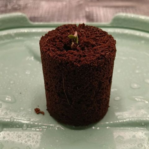 Runtzy growlog photo: This morning I already found some life inside the plug. When i came home from work I found this little one coming up from the ground. I think it is a very good start so far. 42% humidity and 21° Celcius. 