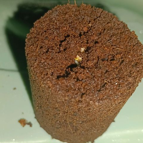 Runtzy growlog photo: This morning I already found some life inside the plug. When i came home from work I found this little one coming up from the ground. I think it is a very good start so far. 42% humidity and 21° Celcius. 