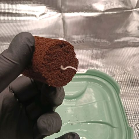 Runtzy growlog photo: Today I placed the Royal Runtz in the RQS Soil Plug in Plagron Batmix. I mixed the Batmix from my previous grow with new Batmix and rinsed it by adding 2.5 liters of water. Today after placing the plug I again added a liter of water. Currently the tent is 27° Celcius and 33% humidty. Lamp is set at 80% strength and at a height of 45Cm. Everything looks great and my little seedling looks very healthy and starts to show it's first leaves. 