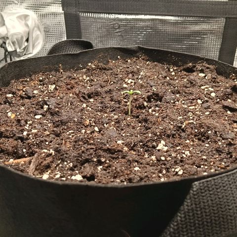 Runtzy growlog photo: Today I placed the Royal Runtz in the RQS Soil Plug in Plagron Batmix. I mixed the Batmix from my previous grow with new Batmix and rinsed it by adding 2.5 liters of water. Today after placing the plug I again added a liter of water. Currently the tent is 27° Celcius and 33% humidty. Lamp is set at 80% strength and at a height of 45Cm. Everything looks great and my little seedling looks very healthy and starts to show it's first leaves. 
