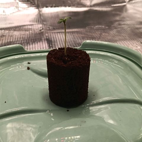 Runtzy growlog photo: Today I placed the Royal Runtz in the RQS Soil Plug in Plagron Batmix. I mixed the Batmix from my previous grow with new Batmix and rinsed it by adding 2.5 liters of water. Today after placing the plug I again added a liter of water. Currently the tent is 27° Celcius and 33% humidty. Lamp is set at 80% strength and at a height of 45Cm. Everything looks great and my little seedling looks very healthy and starts to show it's first leaves. 