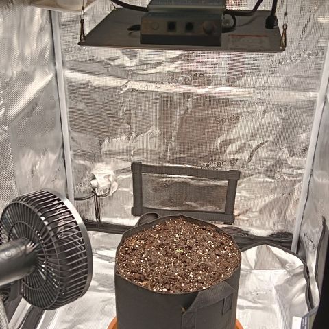 Runtzy growlog photo: Today I placed the Royal Runtz in the RQS Soil Plug in Plagron Batmix. I mixed the Batmix from my previous grow with new Batmix and rinsed it by adding 2.5 liters of water. Today after placing the plug I again added a liter of water. Currently the tent is 27° Celcius and 33% humidty. Lamp is set at 80% strength and at a height of 45Cm. Everything looks great and my little seedling looks very healthy and starts to show it's first leaves. 