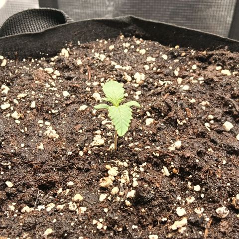 Runtzy growlog photo: She looks very healthy. I have her 1 liter of water today. A half before the lights turned on and the other half two hours later. She is taking up the nutrients of the Plagron Batmix only so far. 