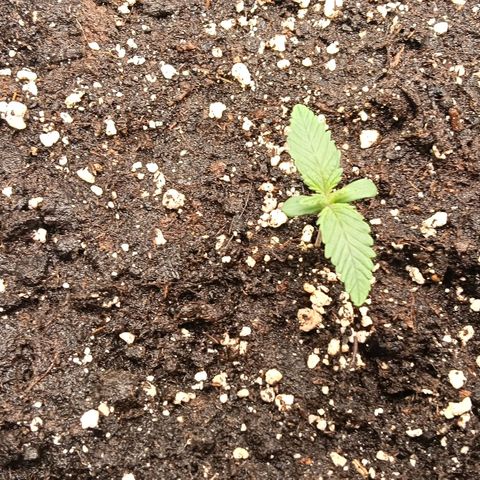 Runtzy growlog photo: She looks very healthy. I have her 1 liter of water today. A half before the lights turned on and the other half two hours later. She is taking up the nutrients of the Plagron Batmix only so far. 