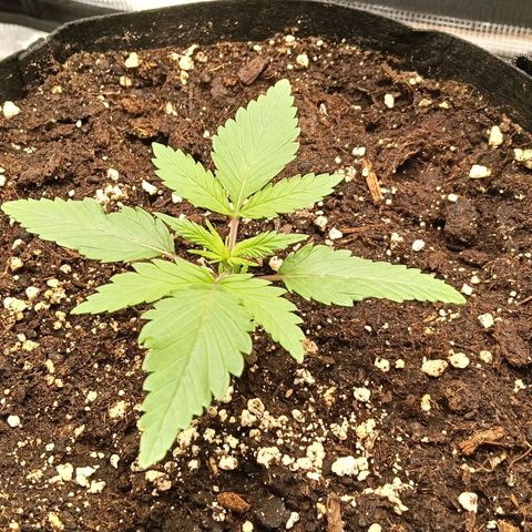 Runtzy growlog photo: She looks healthy and starts to develop nice big leaves. 