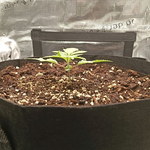 Runtzy growlog photo: She looks healthy and starts to develop nice big leaves. 