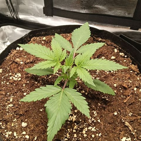 Runtzy growlog photo: She looks so healthy. G(r)owing strong. I had to adjust the height of the light again to 45Cm.