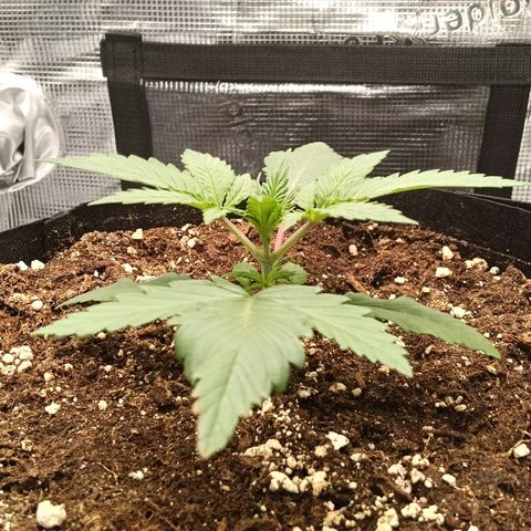 Runtzy growlog photo: She looks so healthy. G(r)owing strong. I had to adjust the height of the light again to 45Cm.