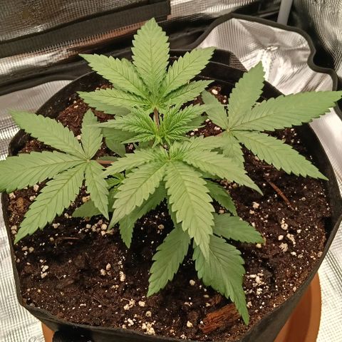 Runtzy growlog timeline photo