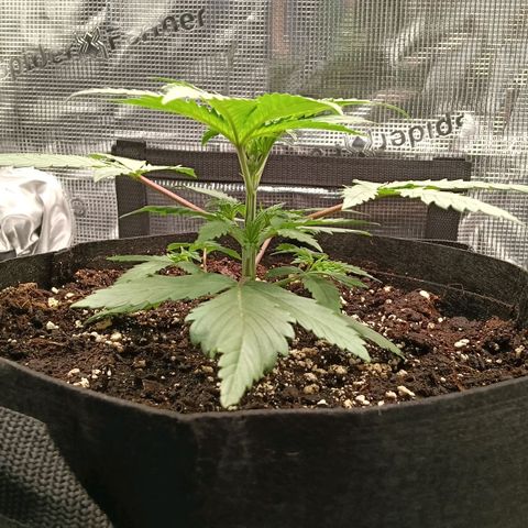 Runtzy growlog timeline photo