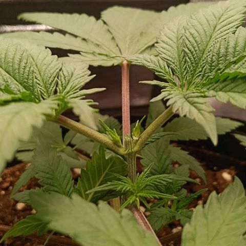Runtzy growlog photo: Today I topped the plant between the 5th and 6th node and I removed the lowest branches from the 1st node. Almost time to start LST and setup my scrogging net. 