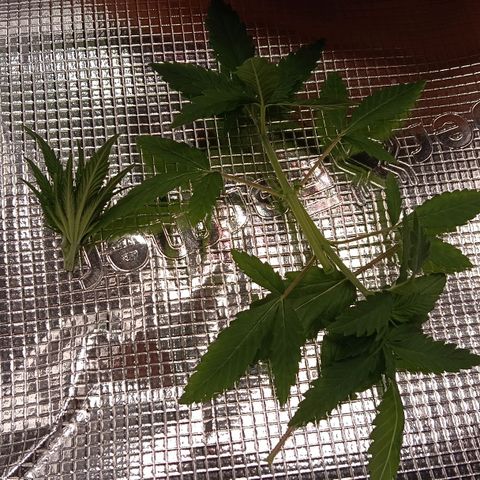 Runtzy growlog photo: Today I topped the plant between the 5th and 6th node and I removed the lowest branches from the 1st node. Almost time to start LST and setup my scrogging net. 