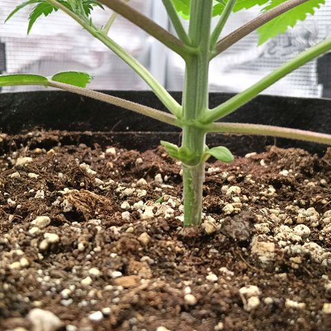 Runtzy growlog photo: Today I topped the plant between the 5th and 6th node and I removed the lowest branches from the 1st node. Almost time to start LST and setup my scrogging net. 