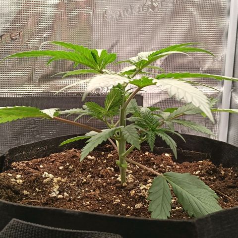 Runtzy growlog photo: Today I topped the plant between the 5th and 6th node and I removed the lowest branches from the 1st node. Almost time to start LST and setup my scrogging net. 