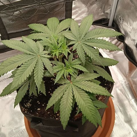 Runtzy growlog photo: The plant looks very healthy after topping last week. It is almost time to start LST. Height of the plant currently is around 18Cm.