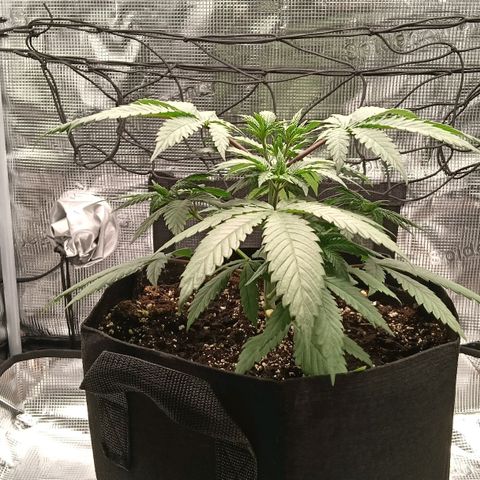 Runtzy growlog photo: The plant looks very healthy after topping last week. It is almost time to start LST. Height of the plant currently is around 18Cm.