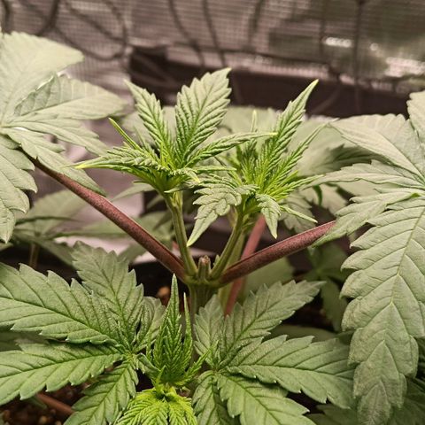 Runtzy growlog photo: The plant looks very healthy after topping last week. It is almost time to start LST. Height of the plant currently is around 18Cm.
