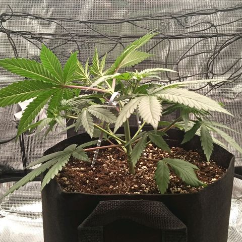 Runtzy growlog timeline photo