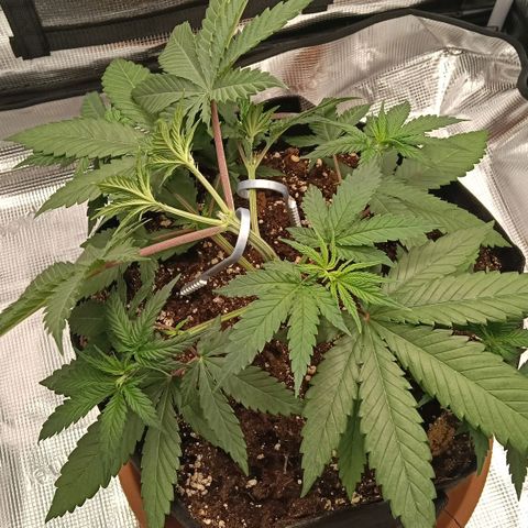Runtzy growlog timeline photo