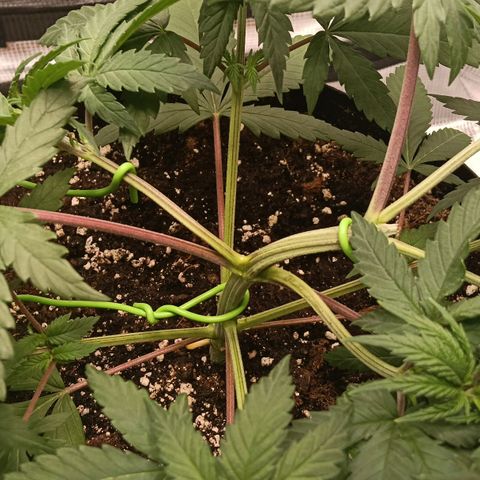Runtzy growlog timeline photo
