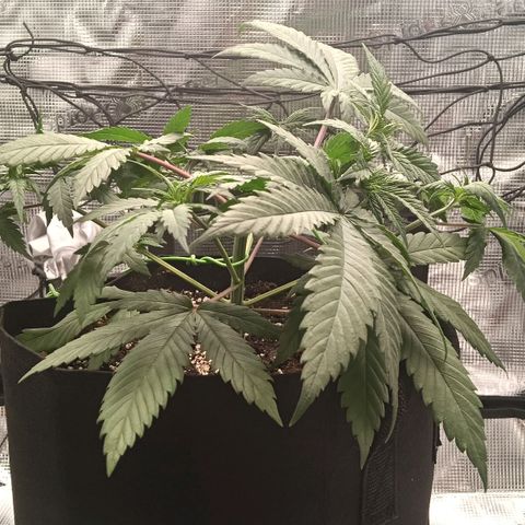 Runtzy growlog timeline photo
