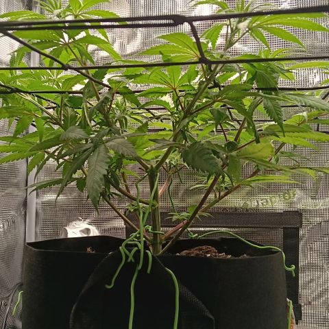 Runtzy growlog timeline photo