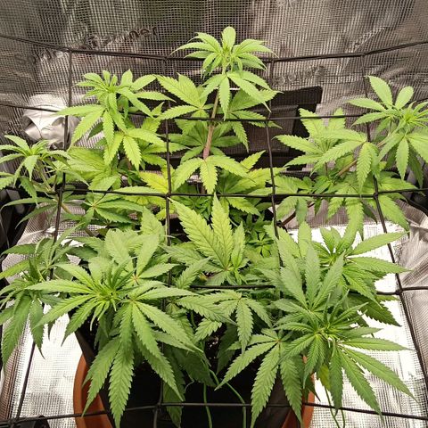 Runtzy growlog timeline photo