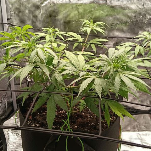 Runtzy growlog timeline photo