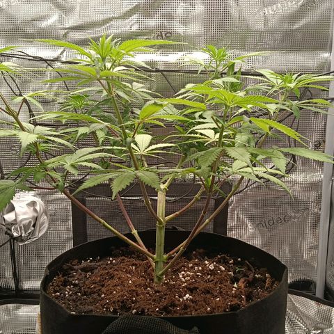 Runtzy growlog timeline photo