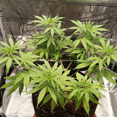 Runtzy growlog timeline photo