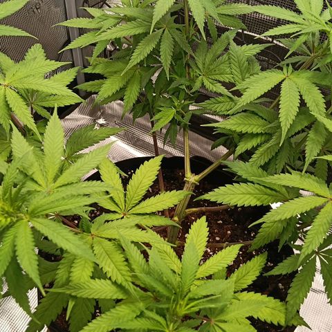 Runtzy growlog timeline photo