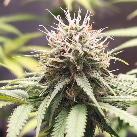 Runtzy growlog timeline photo