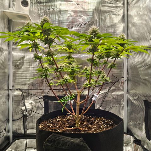 Runtzy growlog timeline photo