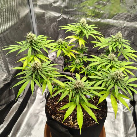 Runtzy growlog timeline photo
