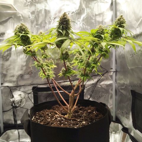 Runtzy growlog timeline photo