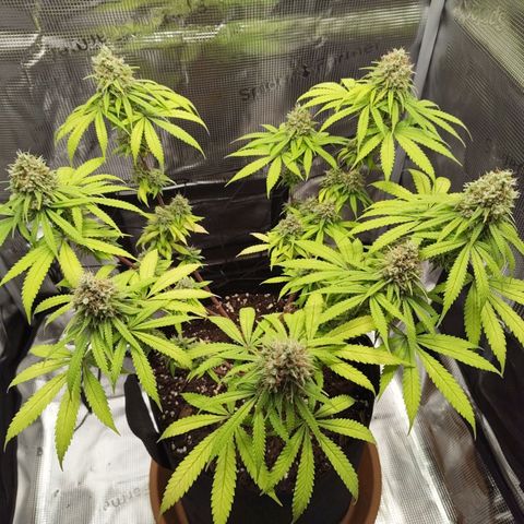 Runtzy growlog timeline photo