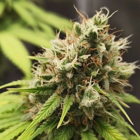 Runtzy growlog timeline photo