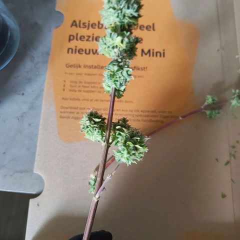 Runtzy growlog photo: Harvest time. Not a super great haul but also not too bad with a standard 100watt LED grow light. Have to weigh it still. 