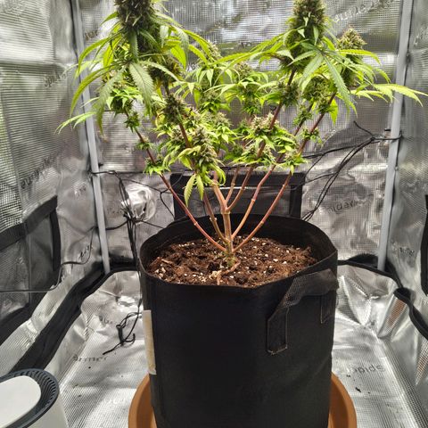 Runtzy growlog photo: Harvest time. Not a super great haul but also not too bad with a standard 100watt LED grow light. Have to weigh it still. 