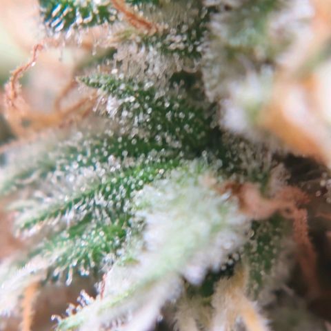 Runtzy growlog photo: Harvest time. Not a super great haul but also not too bad with a standard 100watt LED grow light. Have to weigh it still. 