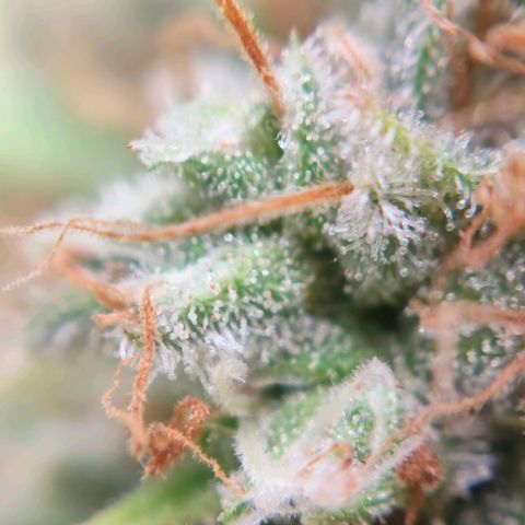 Runtzy growlog photo: Harvest time. Not a super great haul but also not too bad with a standard 100watt LED grow light. Have to weigh it still. 