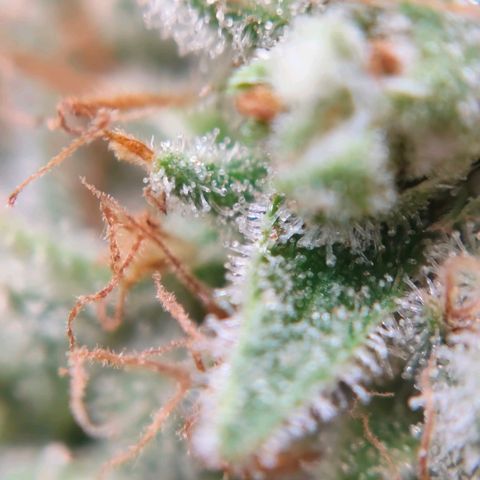 Runtzy growlog photo: Harvest time. Not a super great haul but also not too bad with a standard 100watt LED grow light. Have to weigh it still. 
