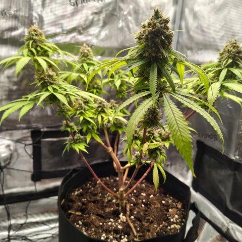 Runtzy growlog photo: Harvest time. Not a super great haul but also not too bad with a standard 100watt LED grow light. Have to weigh it still. 